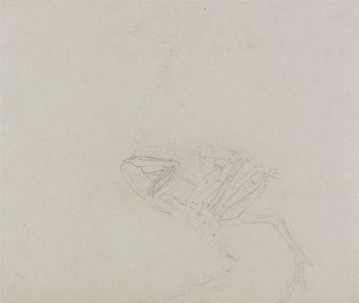 Dorking Hen Body ، منظر جانبي ، من معرض تشريحي مقارن لهيكل جسم الإنسان مع نمر وطيور مشتركة ، 1795-1806 (الجرافيت على ورق نسج رقيق) بواسطة جورج ستابس