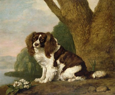 Fanny, a brown and white spaniel بواسطة جورج ستابس
