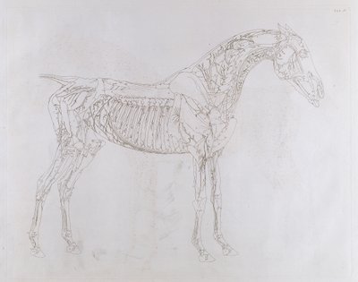 رسم توضيحي من "تشريح الحصان ، بما في ذلك وصف خاص للعظام والغضاريف والعضلات ... في ثمانية عشر منضدة" ، طبعها ج. بورسر ، 1766 بواسطة جورج ستابس