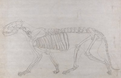 دراسة لنمر ، منظر جانبي ، من معرض تشريحي مقارن لهيكل جسم الإنسان مع نمر وطيور مشتركة ، 1795-1806 (الجرافيت على ورق منسوج رقيق) بواسطة جورج ستابس