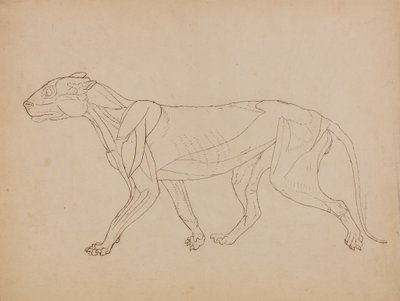 دراسة لنمر ، منظر جانبي ، من معرض تشريحي مقارن لهيكل جسم الإنسان مع نمر وطيور مشتركة ، 1795-1806 (قلم وحبر فوق الجرافيت والطباشير على نسج p بواسطة جورج ستابس