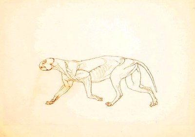 دراسة لنمر ، منظر جانبي ، من معرض تشريحي مقارن لهيكل جسم الإنسان مع نمر وطيور مشتركة ، 1795-1806 (قلم وحبر فوق طباشير أحمر على ورق نسج رفيع بواسطة جورج ستابس