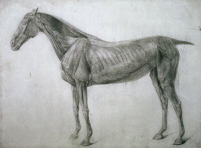 دراسة العضلات: رسم Ecorche يظهر من الجناح ، من الجدول التشريحي الثالث عشر ، من تشريح الحصان ، 1766 بواسطة جورج ستابس