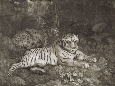 اثنين من Tygers ، نقش من قبل الفنان ، حانة. 1788 (حفر) بواسطة جورج ستابس