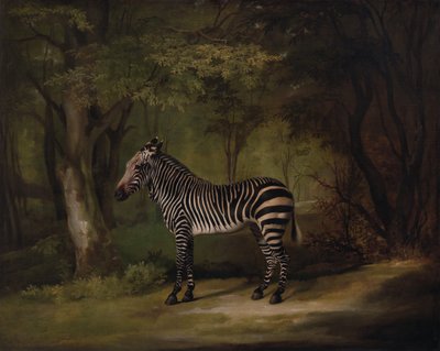 حمار وحشي ، معروض عام 1763. بواسطة جورج ستابس