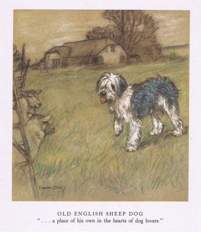 كلب الراعي الإنجليزي القديم (طباعة حجرية ملونة) بواسطة جورج فيرنون ستوكس