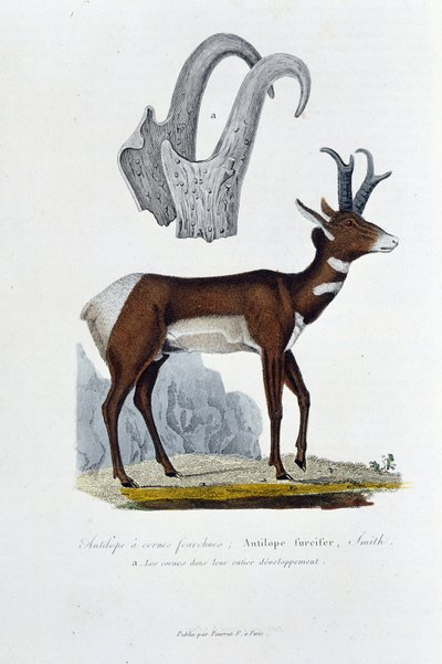 مجلس التاريخ الطبيعي: مجلس علم الحيوان الذي يمثل الظباء المصفوع ؛ Furcifer Antelope ، سميث. أ. القرون في تطورهم بالكامل - في "" الأعمال الكاملة لبوفون "بواسطة عالم الطبيعة جورج لويس لوكلير ، كونت بوفون (1707 - 1788). النقش و بواسطة جورج لويس لوكلير