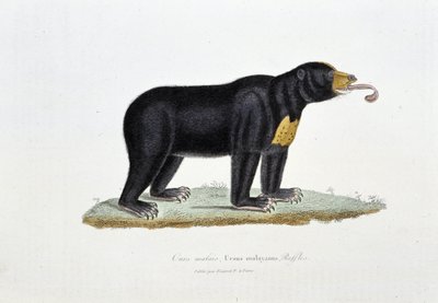لوحة التاريخ الطبيعي: لوحة لعلم الحيوان تصور الدب الماليزي ، Ursus malayanus ، Faffles - في "" Works of Buffon "لعالم الطبيعة جورج لويس لوكلير ، كونت بوفون (1707 - 1788). نقش من عام 1837. بواسطة جورج لويس لوكلير