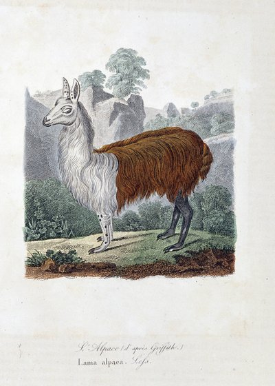 لوحة التاريخ الطبيعي: لوحة لعلم الحيوان تمثل L'Alpaco (بعد Griffith) أو Lama alpaca - في "" Fulletely Works of Buffon "لعالم الطبيعة جورج لويس لوكليرك ، كونت بوفون (1707 - 1788). نقش من عام 1837. بواسطة جورج لويس لوكلير