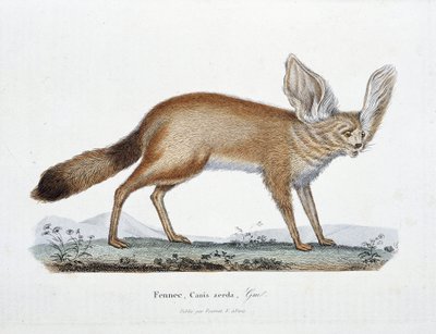 لوحة التاريخ الطبيعي: لوحة علم الحيوان التي تمثل Le Fennec و Canis zerda - في "" Completes of Buffon "لعالم الطبيعة جورج لويس لوكلير ، كونت بوفون (1707 - 1788). نقش من عام 1837. بواسطة جورج لويس لوكلير
