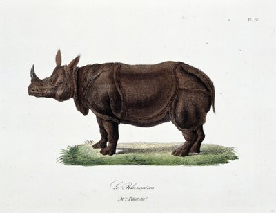 لوحة التاريخ الطبيعي: لوحة علم الحيوان تمثل Le Rhinoceros - في "" تكملة بوفون "لعالم الطبيعة جورج لويس لوكليرك ، كونت بوفون (1707 - 1788). نقش من عام 1837. بواسطة جورج لويس لوكلير