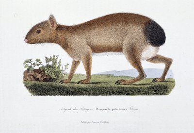 لوحة التاريخ الطبيعي: لوحة علم الحيوان تمثل Agouti des Patagons ، Dasyprocta patachonica - في "" أعمال بوفون بالكامل "لعالم الطبيعة جورج لويس لوكلير ، كونت بوفون (1707 - 1788). نقش من عام 1837. بواسطة جورج لويس لوكلير
