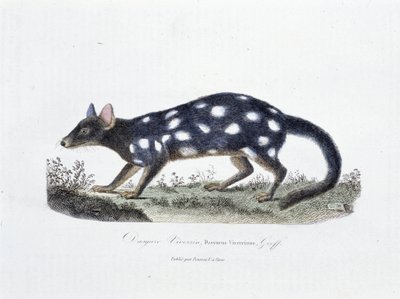 لوحة التاريخ الطبيعي: لوح علم الحيوان يمثل Dasyure Viverrin ، Dasyurus Viverrinus - في "" أعمال بوفون بالكامل "لعالم الطبيعة جورج لويس لوكلير ، كونت بوفون (1707 - 1788). نقش من عام 1837. بواسطة جورج لويس لوكلير