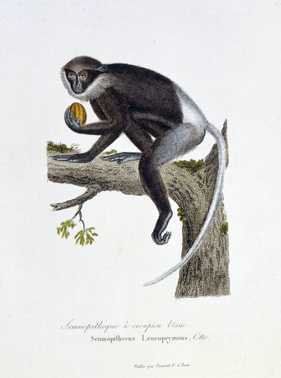 لوحة التاريخ الطبيعي: لوح علم الحيوان يمثل الردف الأبيض Semnopitheque ، Semnopithecus Leucoprymnus ، Otto - in "" Complete of Buffon "لعالم الطبيعة جورج لويس لوكلير ، كونت بوفون (1707 - 1788). نقش من عام 1837. بواسطة جورج لويس لوكلير
