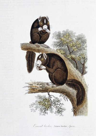 لوحة التاريخ الطبيعي: لوح علم الحيوان يمثل السنجاب ثنائي اللون (Sciurus bicolor) - في "" أعمال بوفون "لعالم الطبيعة جورج لويس لوكلير ، كونت بوفون (1707 - 1788). نقش من عام 1837. بواسطة جورج لويس لوكلير