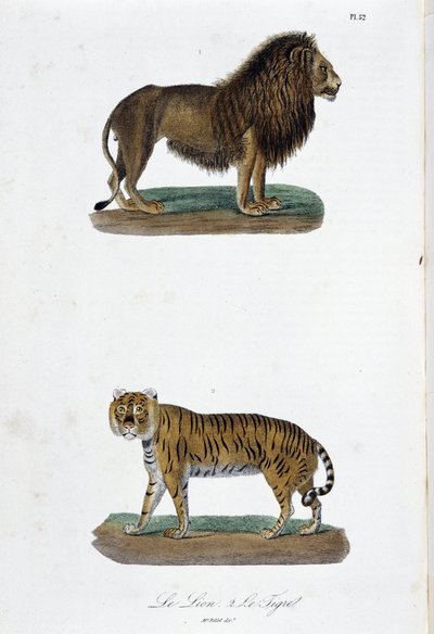 Natural History Plate: Zoological board representing the lion and the tiger - in “” Completes of Buffon”” by naturalist Georges Louis Leclerc, Count of Buffon (1707 - 1788). Engraving from 1837. بواسطة جورج لويس لوكلير