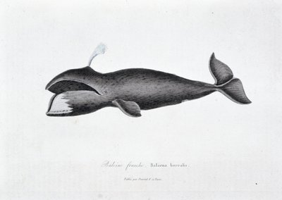 لوحة التاريخ الطبيعي: لوحة علم الحيوان تمثل الحوت الصائب Balaena borealis - في "" أعمال بوفون "لعالم الطبيعة جورج لويس لوكليرك ، كونت بوفون (1707 - 1788). نقش من عام 1837. بواسطة جورج لويس لوكلير