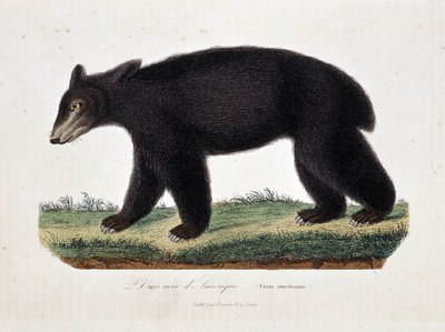 لوحة التاريخ الطبيعي: مخطط حيواني يصور الدب الأسود الأمريكي (Ursus americanus) - في "" أعمال بوفون "لعالم الطبيعة جورج لويس لوكلير ، كونت بوفون (1707 - 1788). نقش من عام 1837. بواسطة جورج لويس لوكلير