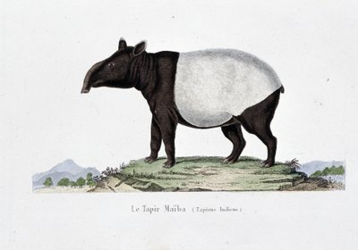 لوحة التاريخ الطبيعي: مخطط حيواني يمثل Le Tapir Maiba (Tapirus Indicus) - في "" Works of Buffon "لعالم الطبيعة جورج لويس لوكليرك ، كونت بوفون (1707 - 1788). نقش من عام 1837. بواسطة جورج لويس لوكلير