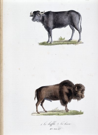 مجلس التاريخ الطبيعي: مجلس علم الحيوان يمثل 1. الجاموس واثنين. Le bison - في "" الأعمال الكاملة لبوفون "لعالم الطبيعة جورج لويس لوكلير ، كونت بوفون (1707 - 1788). نقش من عام 1837. بواسطة جورج لويس لوكلير