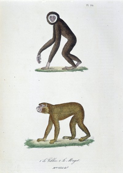 لوحة التاريخ الطبيعي: لوحة علم الحيوان تمثل 1. The Guibbon و 2. Le Magot - في "" Complete Works of Buffon "لعالم الطبيعة جورج لويس لوكلير ، كونت بوفون (1707 - 1788). نقش من عام 1837. بواسطة جورج لويس لوكلير