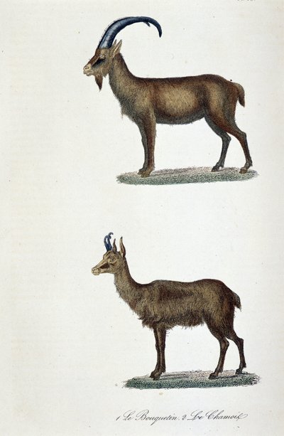 لوحة التاريخ الطبيعي: لوحة علم الحيوان تمثل 1. الوعل و 2. Le Chamois - في "" Completes de Buffon "لعالم الطبيعة جورج لويس لوكلير ، كونت بوفون (1707 - 1788). نقش من عام 1837. بواسطة جورج لويس لوكلير