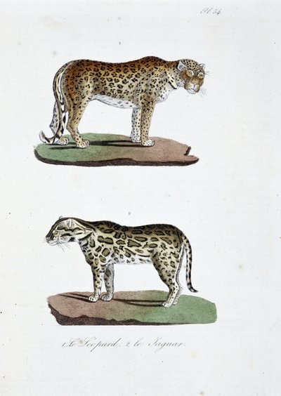 لوحة التاريخ الطبيعي: لوحة علم الحيوان تمثل 1. The Leopard و 2. Le Jaguar - في "" Complete Works of Buffon "لعالم الطبيعة جورج لويس لوكلير ، كونت بوفون (1707 - 1788). نقش من عام 1837. بواسطة جورج لويس لوكلير