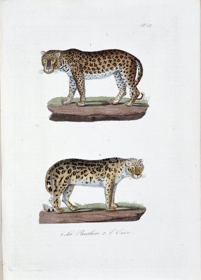لوحة التاريخ الطبيعي: لوحة علم الحيوان تمثل 1. The Panghere و 2. L'Once - في "" Complete Works of Buffon "لعالم الطبيعة جورج لويس لوكليرك ، كونت بوفون (1707 - 1788). نقش من عام 1837. بواسطة جورج لويس لوكلير