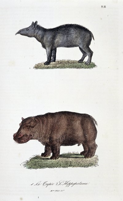 لوحة التاريخ الطبيعي: لوح علم الحيوان يمثل 1. The Tapir و 2. L
