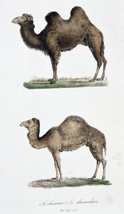 Natural history board: Zoological board representing 1. The camel and two. Le dromedaire - in “” Works complete of Buffon”” by naturalist Georges Louis Leclerc, Count of Buffon (1707 - 1788). Engraving from 1837. بواسطة جورج لويس لوكلير