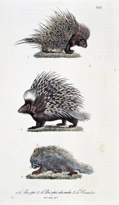 لوحة التاريخ الطبيعي: لوحة علم الحيوان تمثل 1. The Epic Pork ، 2. The Epic Pork of India و 3. Le Coendou - في "" Complete Works of Buffon "لعالم الطبيعة جورج لويس لوكلير ، كونت بوفون (1707 - 1788). نقش من عام 1837. بواسطة جورج لويس لوكلير
