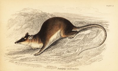 الأبوسوم البني ذو العيون الأربعة ، Metachirus nudicaudatus. ، 1841 (نقش) بواسطة جورج روبرت ووترهاوس