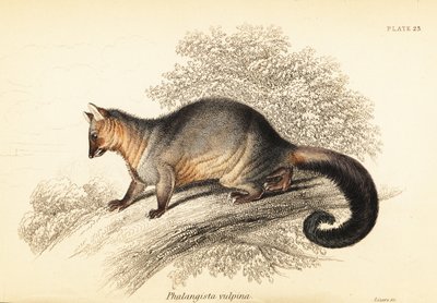 علبة ذيل الفرشاة الشائعة ، Trichosurus vipecula. ، 1841 (نقش) بواسطة جورج روبرت ووترهاوس