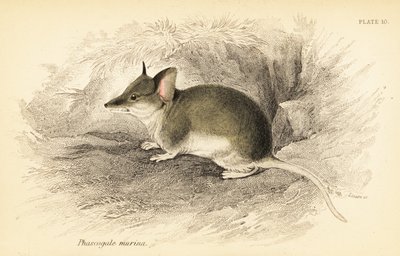 dunnart المشترك ، Sminthopsis murina. ، 1841 (نقش) بواسطة جورج روبرت ووترهاوس
