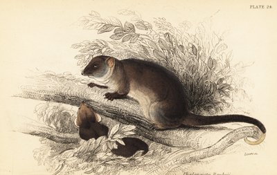 أستطيع رؤية الذيل الحلقي الشائع، Pseudocheirus peregrinus. 1841 (نقش) بواسطة جورج روبرت ووترهاوس