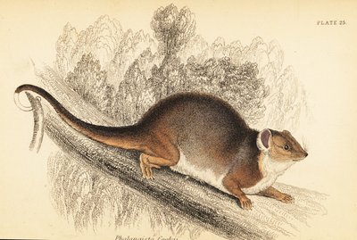 أستطيع أن أرى الذيل الدائري المشترك ، Pseudocheirus peregrinus. ، 1841 (نقش) بواسطة جورج روبرت ووترهاوس