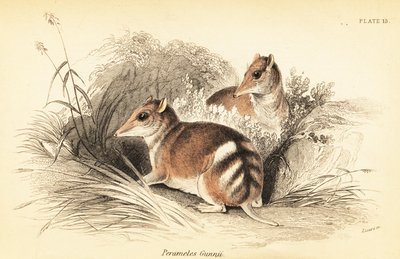 البانديكوت الشرقي المحظور ، Perameles Gunnii. ، 1841 (نقش) بواسطة جورج روبرت ووترهاوس