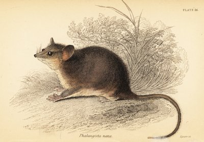 أبوسوم الأقزام الشرقي ، Cercartetus nanus. ، 1841 (نقش) بواسطة جورج روبرت ووترهاوس