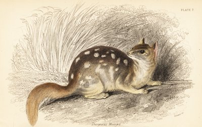 الدصيور الشرقي، الراكون Dasyurus. المهددة بالخطر. 1841 (نقش) بواسطة جورج روبرت ووترهاوس