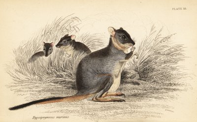 طويلة القدمين potoroo ، طويلة potorous. ضعيف ، 1841 (نقش) بواسطة جورج روبرت ووترهاوس