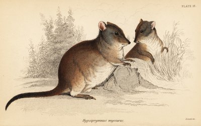 potoroo طويل الأنف ، Potorous tridactylus tridactylus. ، 1841 (نقش) بواسطة جورج روبرت ووترهاوس