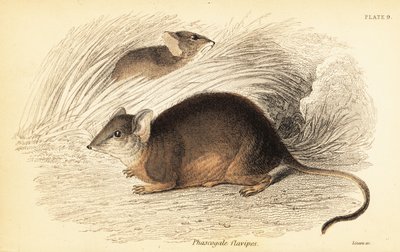 Mardo أو antechinus أصفر القدمين Antechinus flavipes. ، 1841 (نقش) بواسطة جورج روبرت ووترهاوس