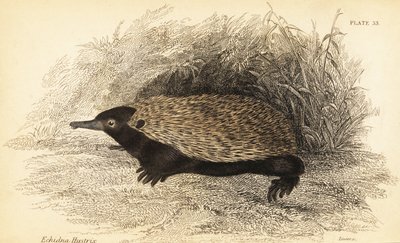 إيكيدنا قصير المنقار، Tachyglossus aculeatus، 1841 (نقش) بواسطة جورج روبرت ووترهاوس