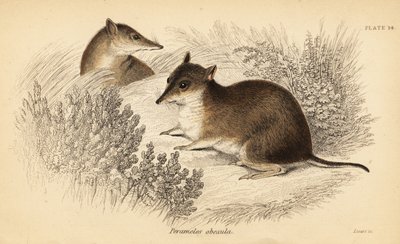 العصابة البنية الجنوبية ، Isoodon obesulus. المهددة بالخطر. ، 1841 (نقش) بواسطة جورج روبرت ووترهاوس
