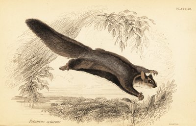 طائرة شراعية سنجاب ، Petaurus norfolcensis. ، 1841 (نقش) بواسطة جورج روبرت ووترهاوس