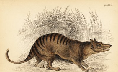 النمر التسماني Thylacinus cynocephalus. ينقرض. ، 1841 (نقش) بواسطة جورج روبرت ووترهاوس