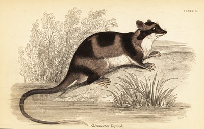 أبوسوم الماء أو يابوك ، Chironectes minimus. ، 1841 (نقش) بواسطة جورج روبرت ووترهاوس