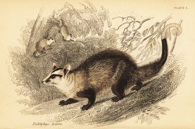 الأبوسوم أبيض الأذنين ، Didelphis albiventris. ، 1841 (نقش) بواسطة جورج روبرت ووترهاوس