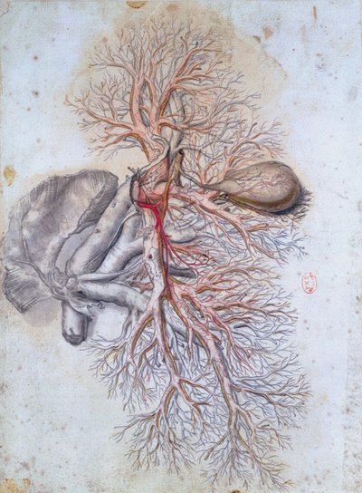 الأوعية الدموية للكبد والمرارة ، من Anatomia Humani Corporis بقلم جوفارد بيدلو (1649-1713) ج. بواسطة جيرارد دي لايرس