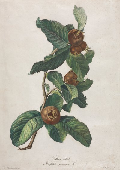 المشملة المزروعة (Mespilus germanica) بواسطة جيرارد فان سبيندونك